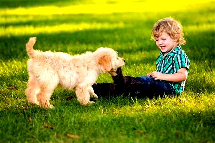 best hypoallergenic dogs for kids with allergies