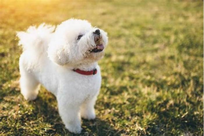 best hypoallergenic dogs for therapy