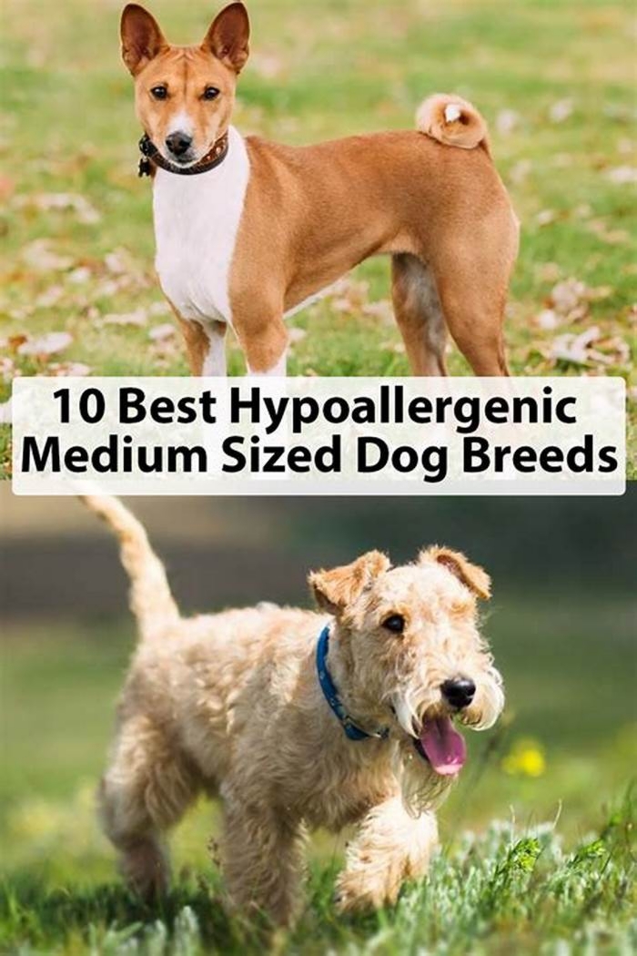 best hypoallergenic dogs medium size