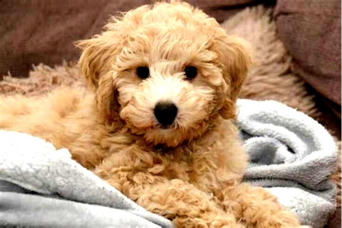 best hypoallergenic dogs poodle mix