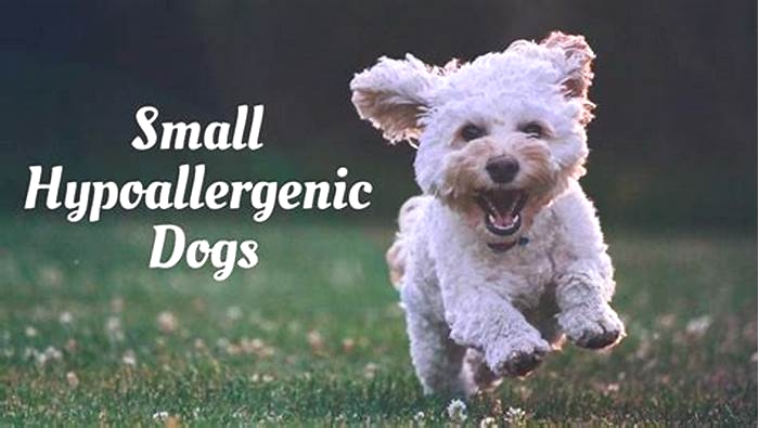 best hypoallergenic dogs that are easy to train