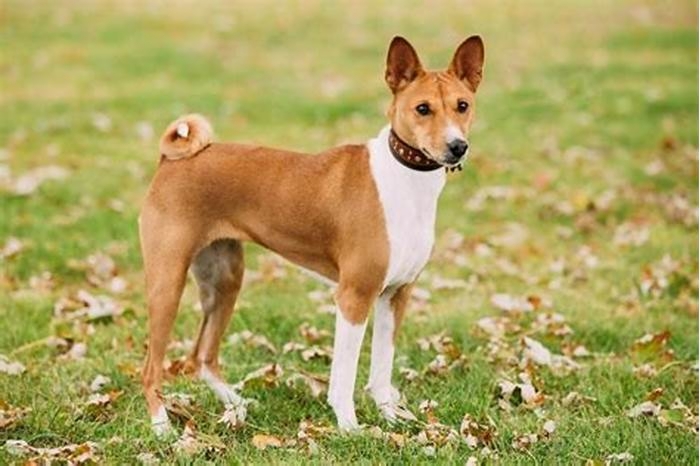 best hypoallergenic dogs with short hair