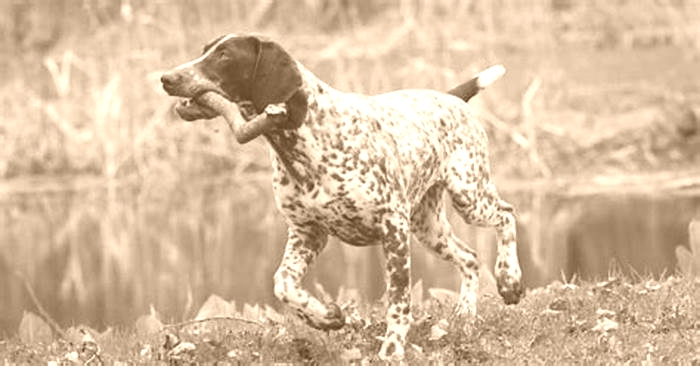 best hypoallergenic duck hunting dogs