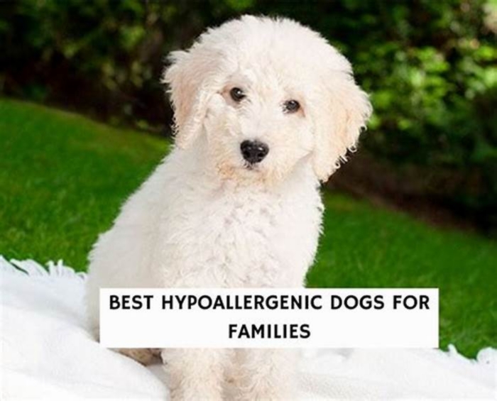 best hypoallergenic family dog