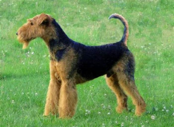 best hypoallergenic hound dogs