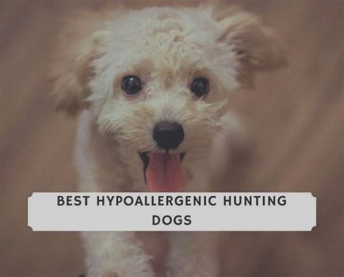 best hypoallergenic hunting dog