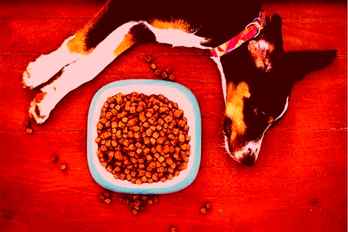 best hypoallergenic kibble for dogs