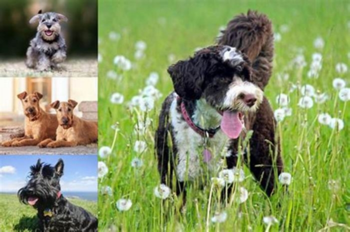 best hypoallergenic outside dogs