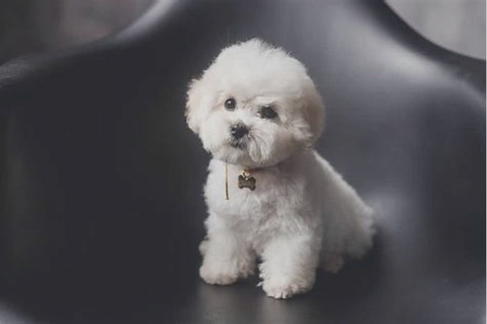 best hypoallergenic small dog breeds