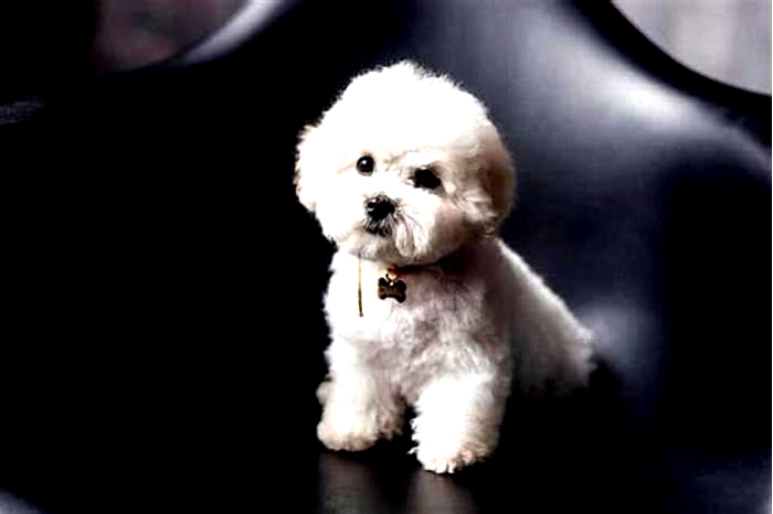 best hypoallergenic toy dog breeds