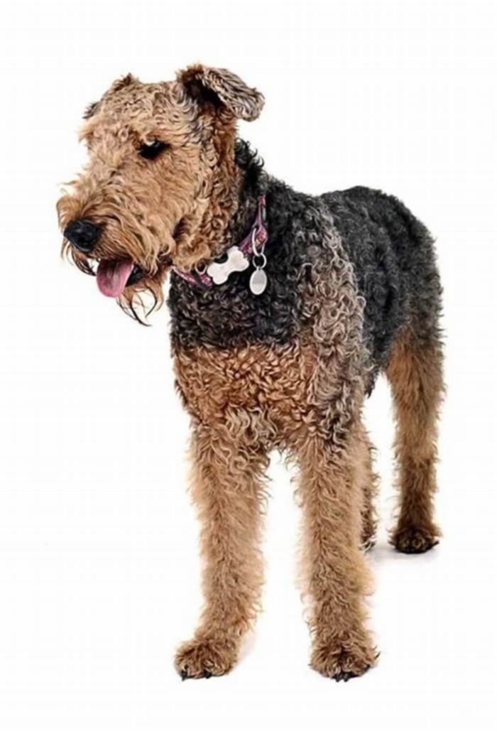 best large hypoallergenic dog