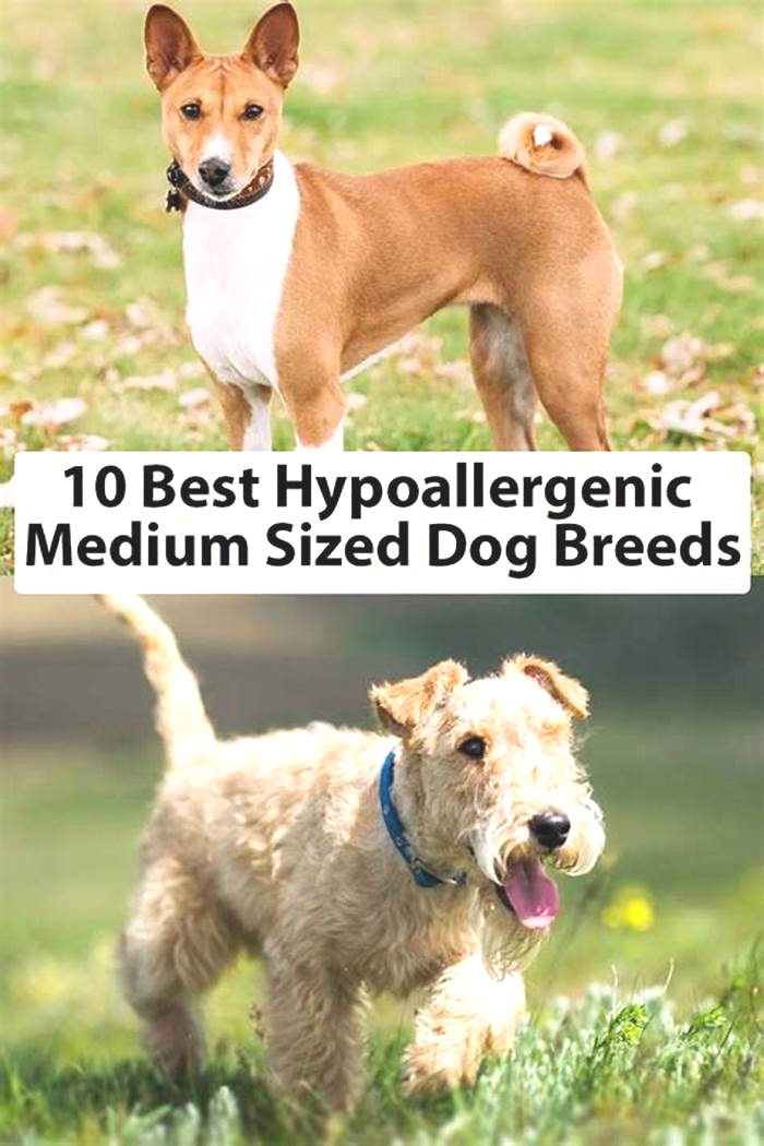 best medium size hypoallergenic dog