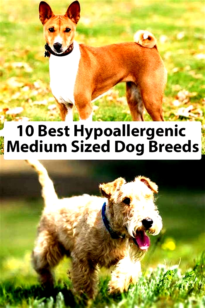 best medium-sized hypoallergenic dogs for families