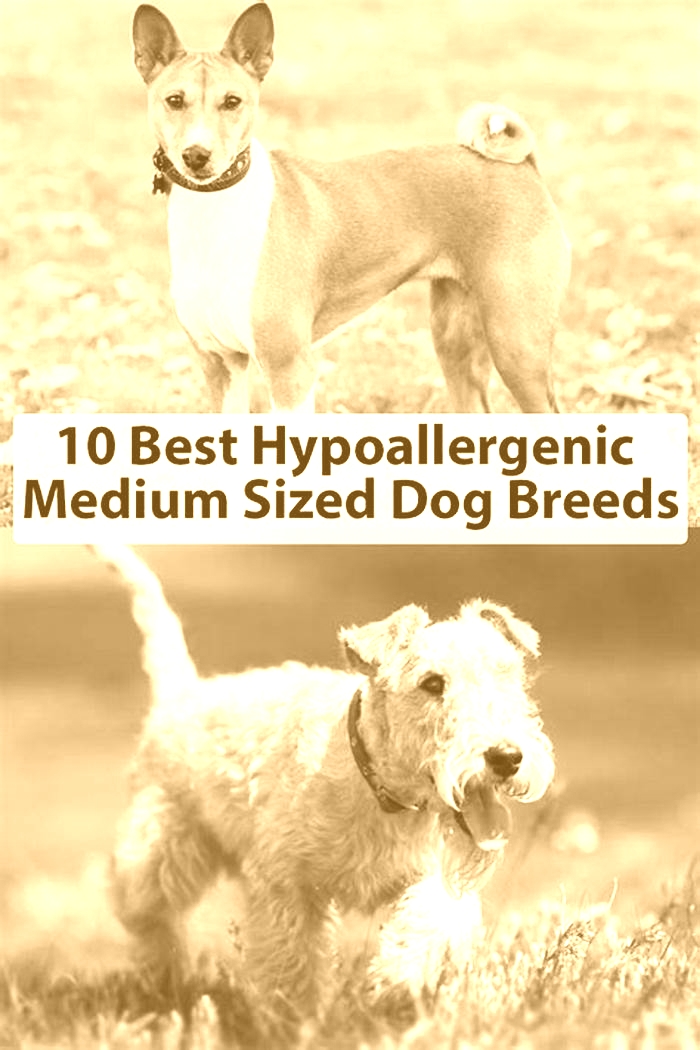 best mid size hypoallergenic dog