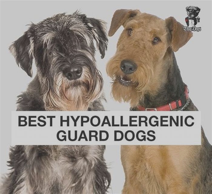 best protective hypoallergenic dog