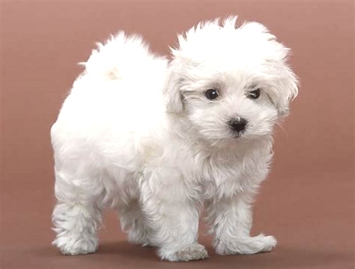 best temperament hypoallergenic dog