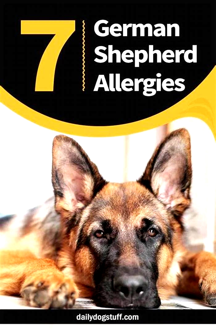 common food allergies for german shepherds