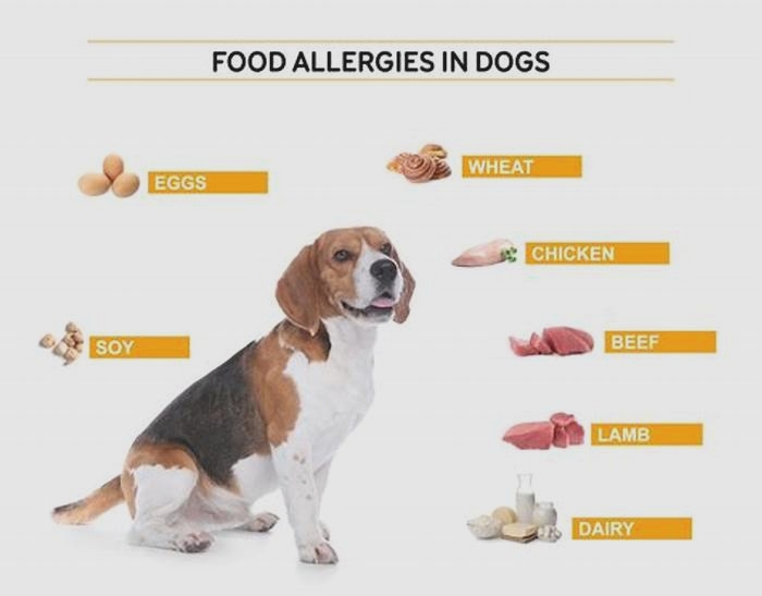 dog allergy from food