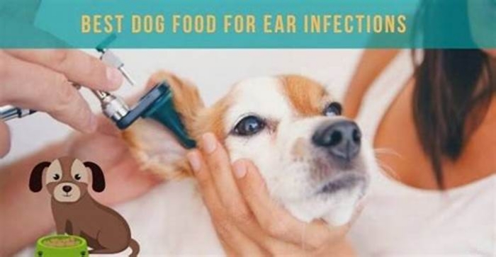 dog food for dogs with allergies and ear infections