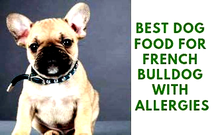 dog food for french bulldogs with allergies