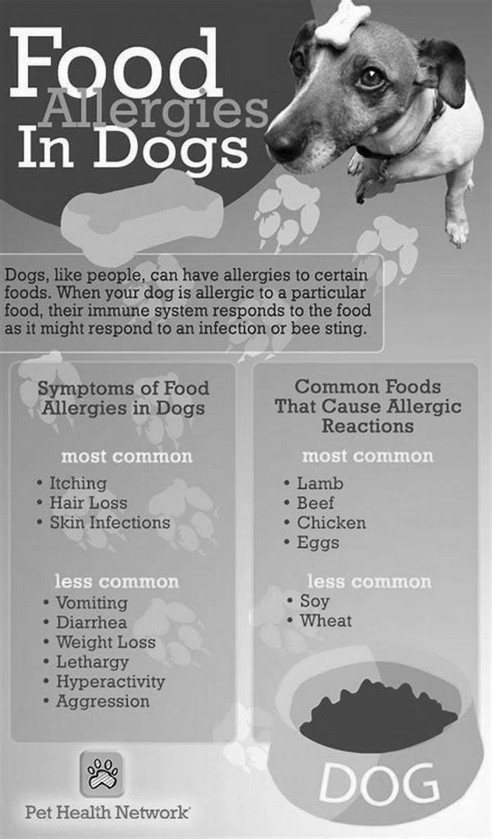 dog with food allergies what to feed