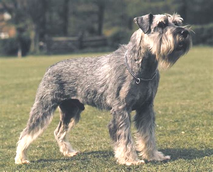 german hypoallergenic dogs