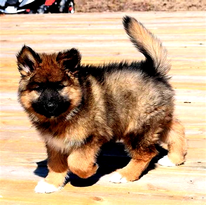 german shepherd hypoallergenic