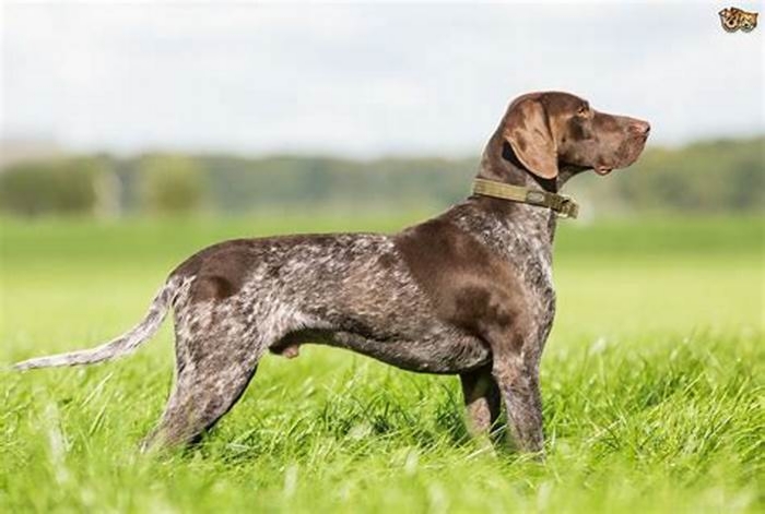 german shorthair hypoallergenic