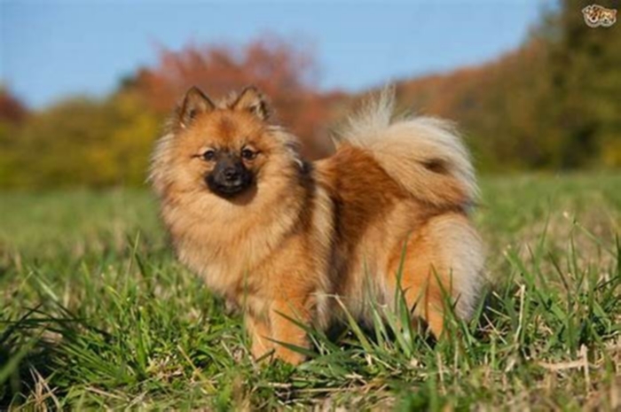 german spitz hypoallergenic