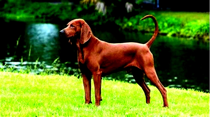 good hypoallergenic hunting dogs