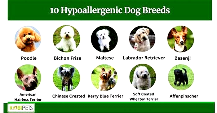 how to get a hypoallergenic dog