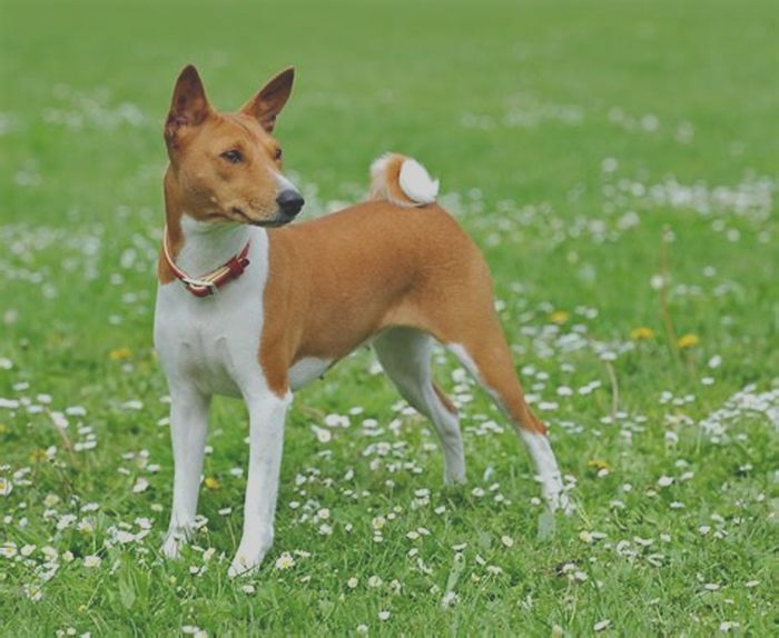 hypoallergenic african dog