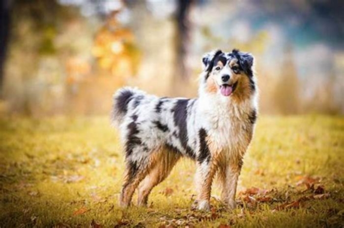 hypoallergenic dogs australian shepherd