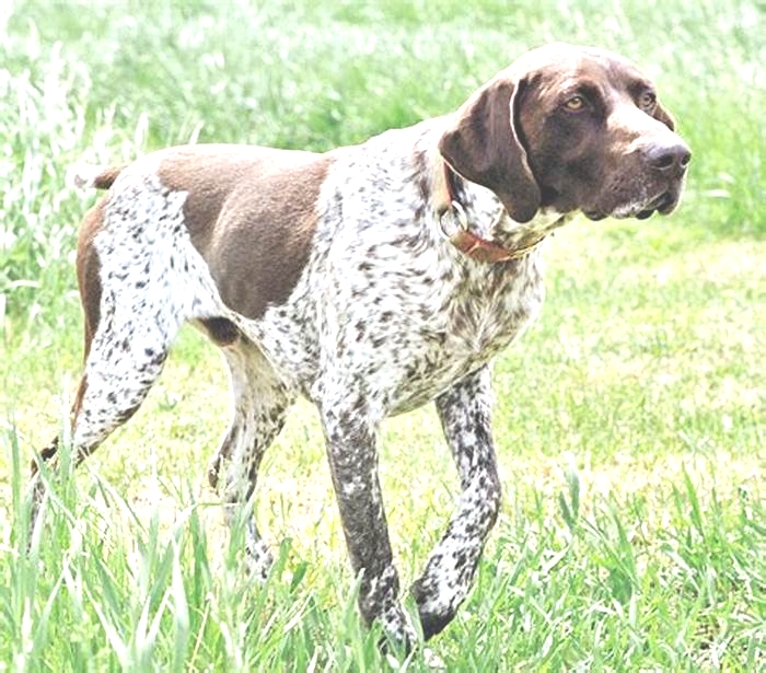 hypoallergenic dogs german shorthaired pointer