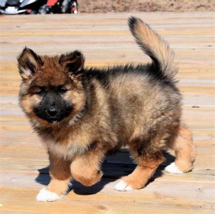 hypoallergenic dogs like german shepherds