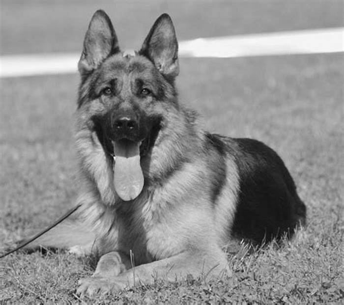 hypoallergenic dogs that look like german shepherds