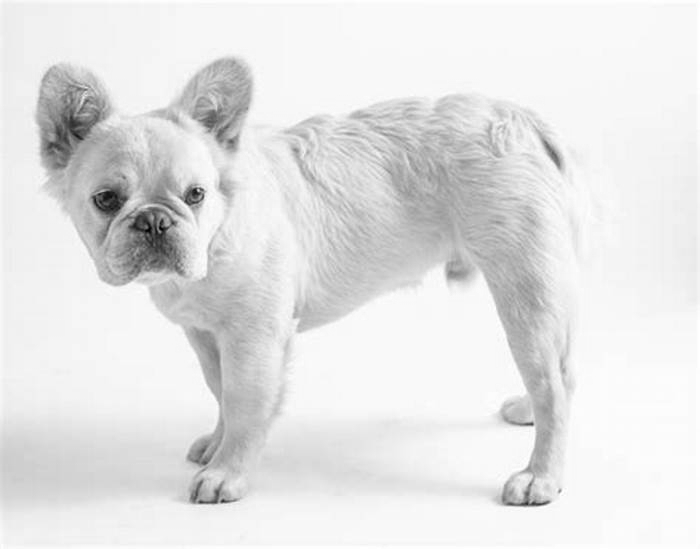 hypoallergenic french bulldog mix