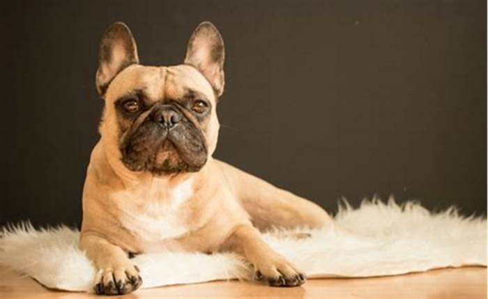 hypoallergenic french bulldogs