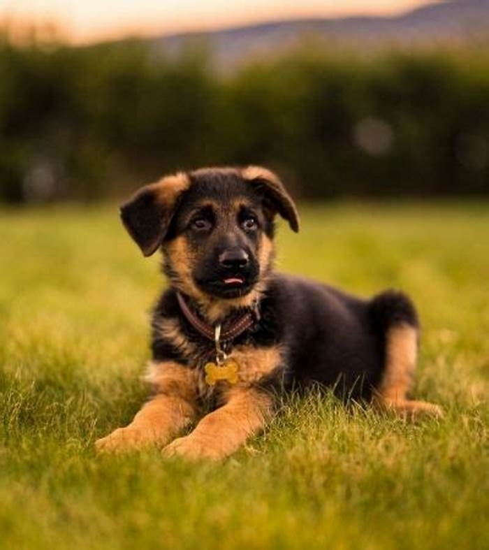 hypoallergenic german dogs