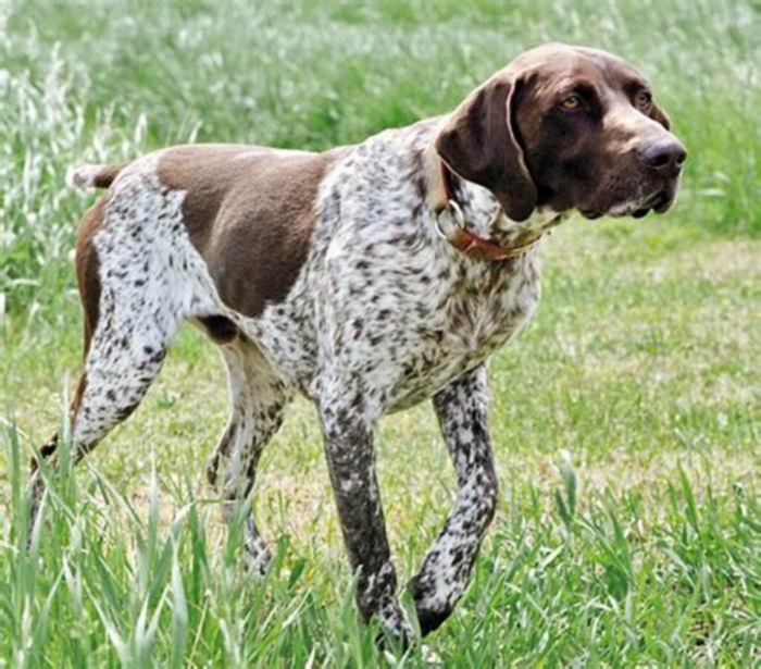 hypoallergenic german shorthaired pointer