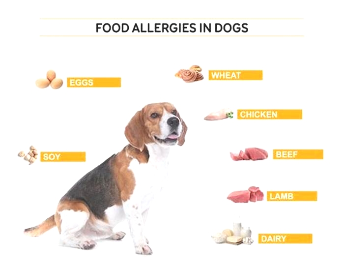 n&d dog food allergies