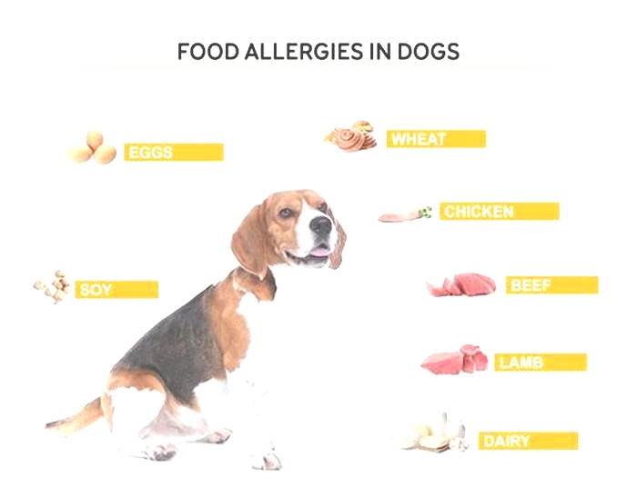 number 1 food allergy in dogs