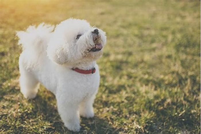 quietest hypoallergenic dog breeds