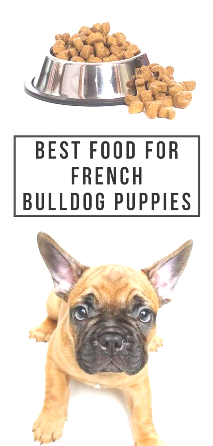 the best dog food for french bulldogs