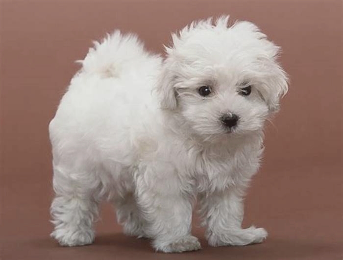 the best hypoallergenic dog breeds