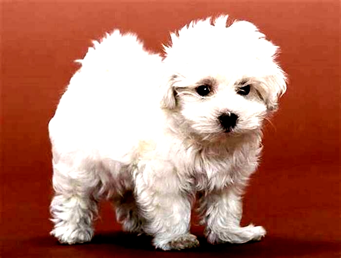 the best hypoallergenic dog