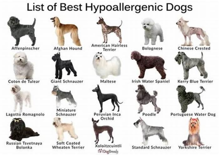 top 20 hypoallergenic dogs