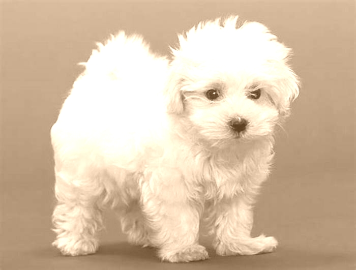 top 3 hypoallergenic dogs