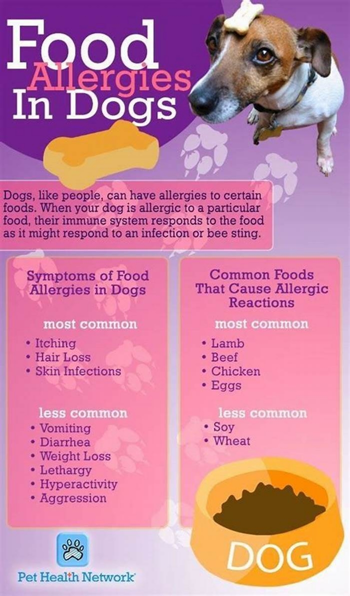 vet recommended food for dogs with allergies