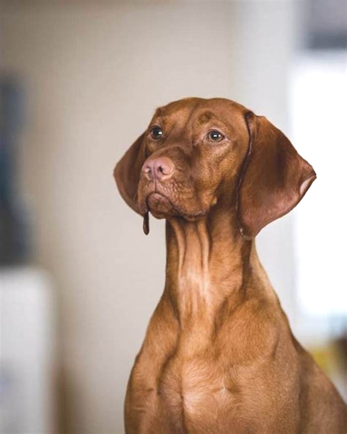 weimaraner hypoallergenic mix